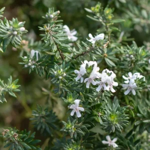 Romero Australiano (Westringia fruticosa): La Flor Incansable