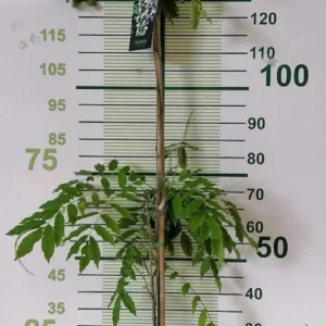 wisteria macrobotrys en contenedor de 5,5 lts.