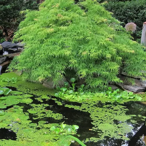 acer palmatum viridis en lago