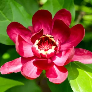 Calycanthus ‘Aphrodite’ (Calicanto Afrodita) | Arbusto Perfumado