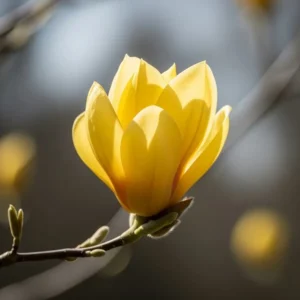Magnolia Daphne flor de color amarillo pleno de luz
