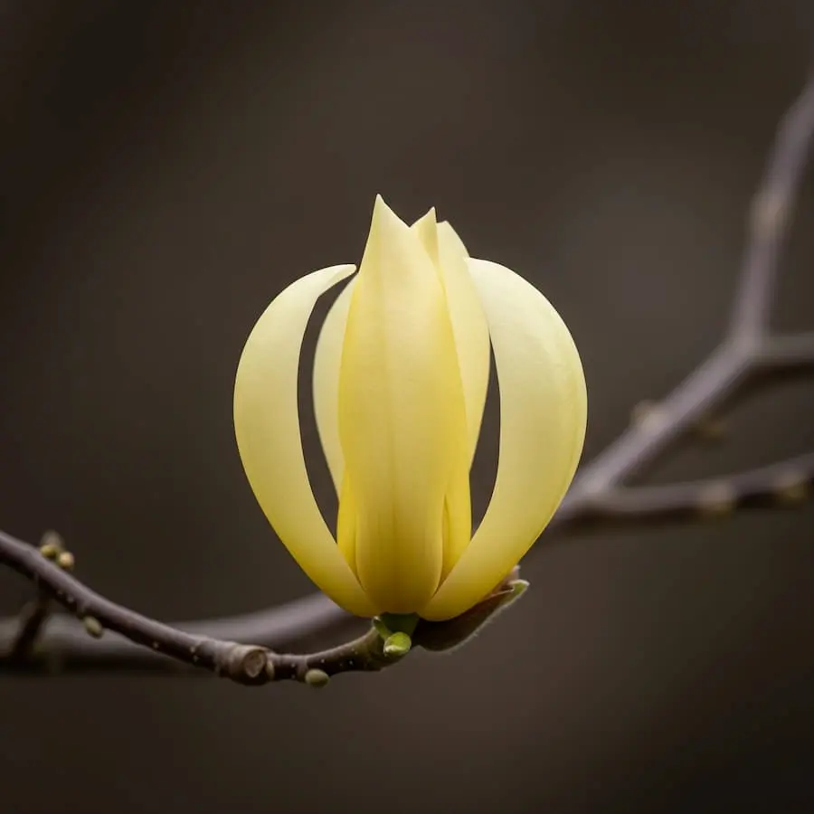 Magnolia Lamp Jade flor (1) magnolia jade lamp, color amarillo distinguido