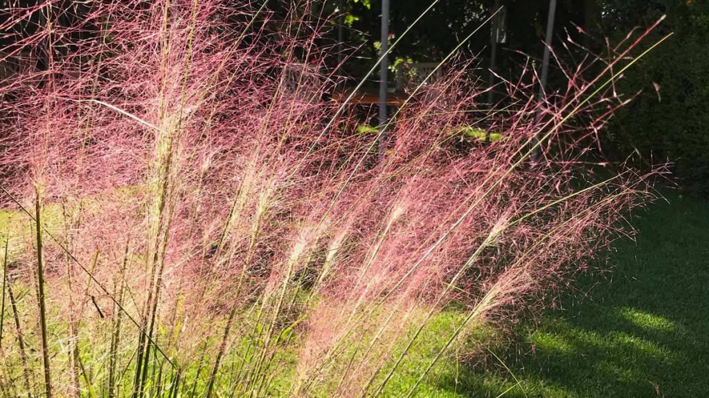 gramíneas con color Muhlembergia