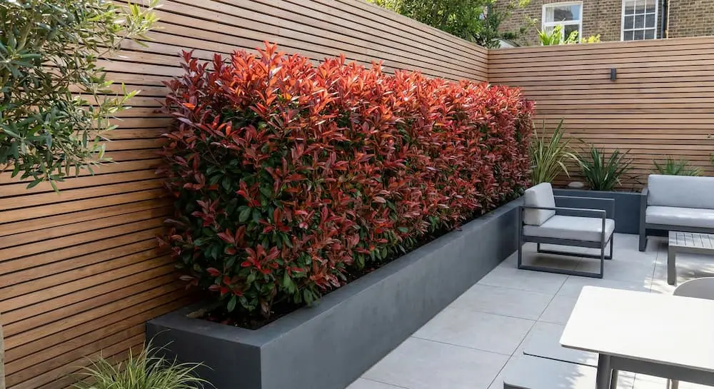 Seto medio de photinia en chalet La Moraleja