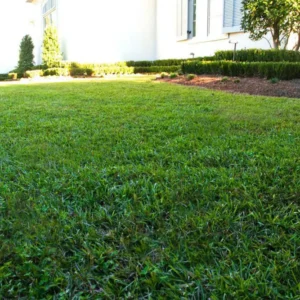 pradera con bermuda tifway 419