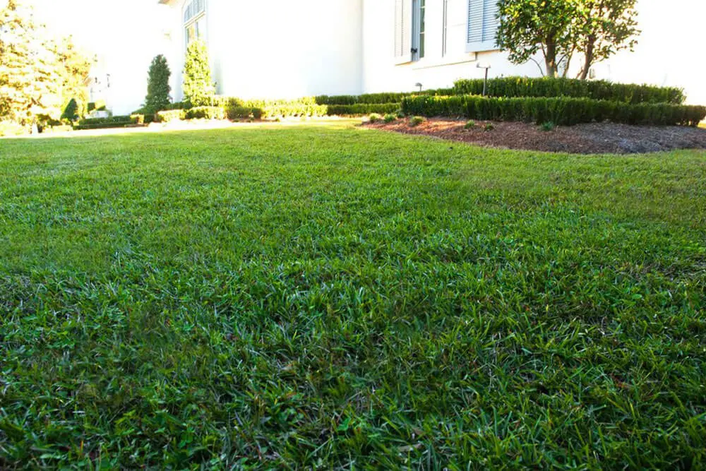 Tiffway-419-Bermuda-Installation césped bermuda tifway 419 un césped de bajo consumo