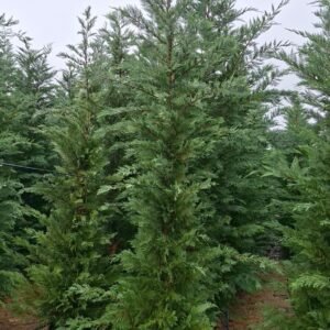 Ciprés Leylandii en contenedor 300-350 cm.