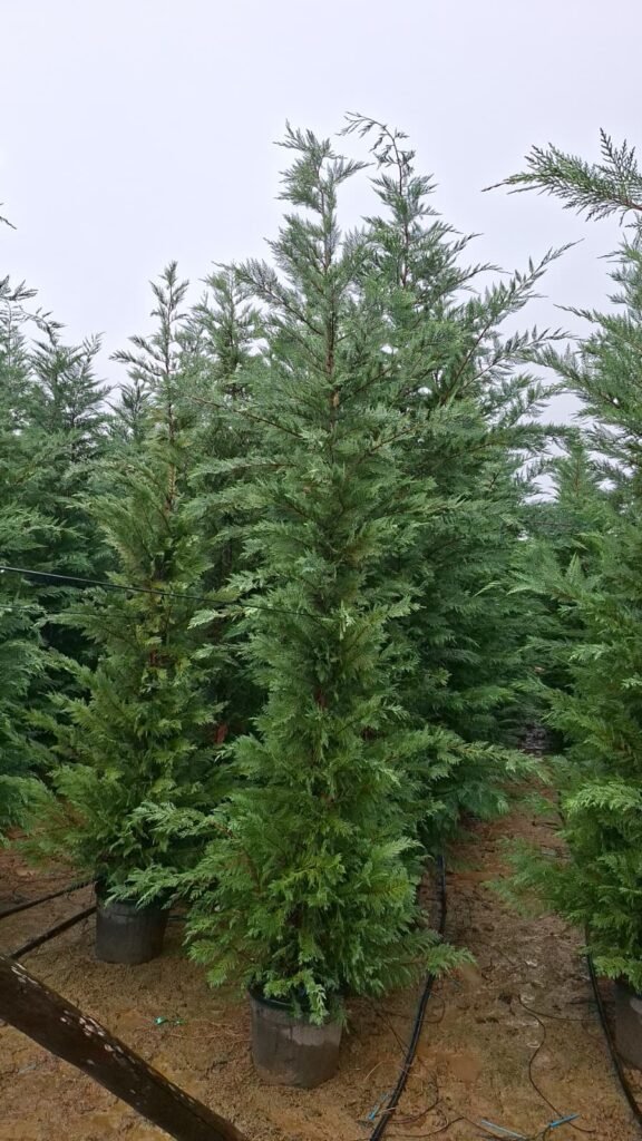 Ciprés Leylandii en contenedor 300-350 cm.