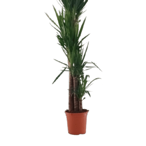 yuca elegans multitronco