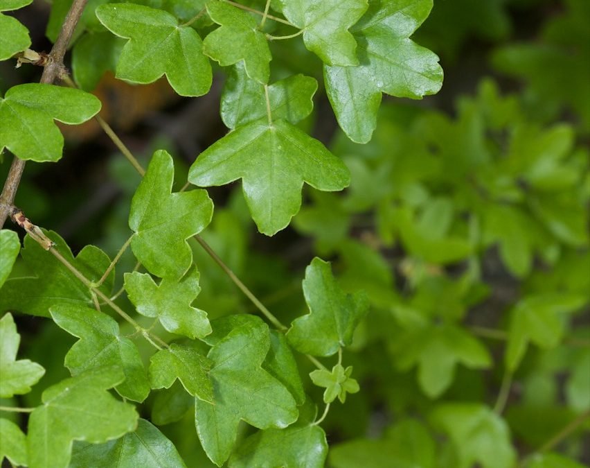 arce de montpellier un árbol autóctono resistente y precioso