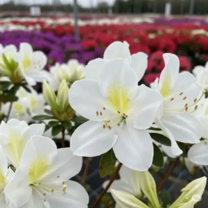 azalea japonica en vivero