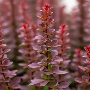 berberis red rocket un agracejo porte columnar