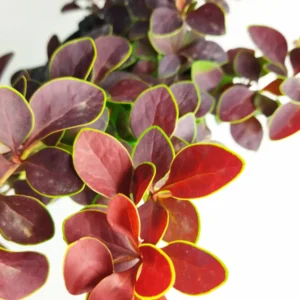 Berberis thunbergii 'Rose Glow' (Agracejo 'Rose Glow')