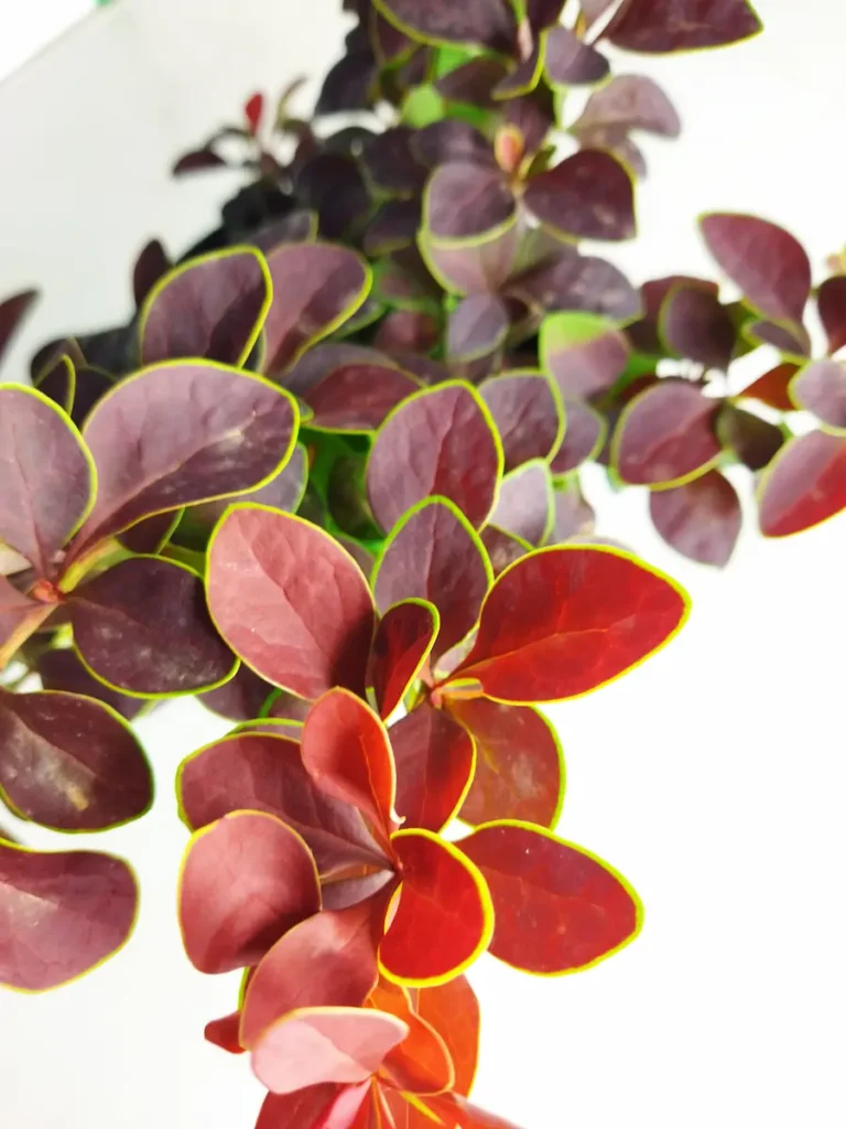 Berberis thunbergii 'Rose Glow' (Agracejo 'Rose Glow')