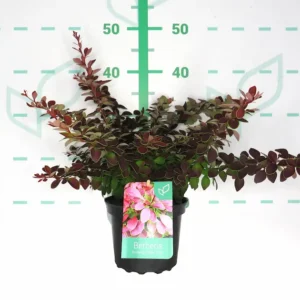 berberis golden ring