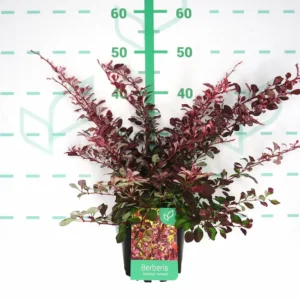 berberis harlequin