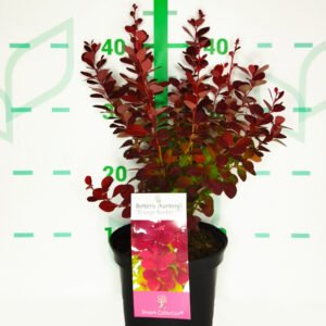 berberis red rocket contenedor de 2 litros