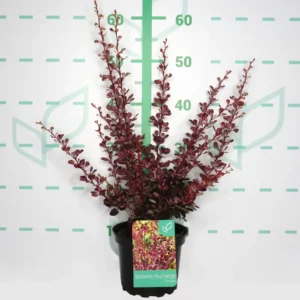 berberis rose glow en contenedor de 3 litros