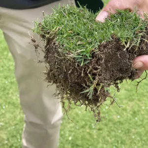 tepe de césped bermuda tifway 419