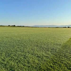 césped bermuda tifway 419 el más resistente y menos exigente