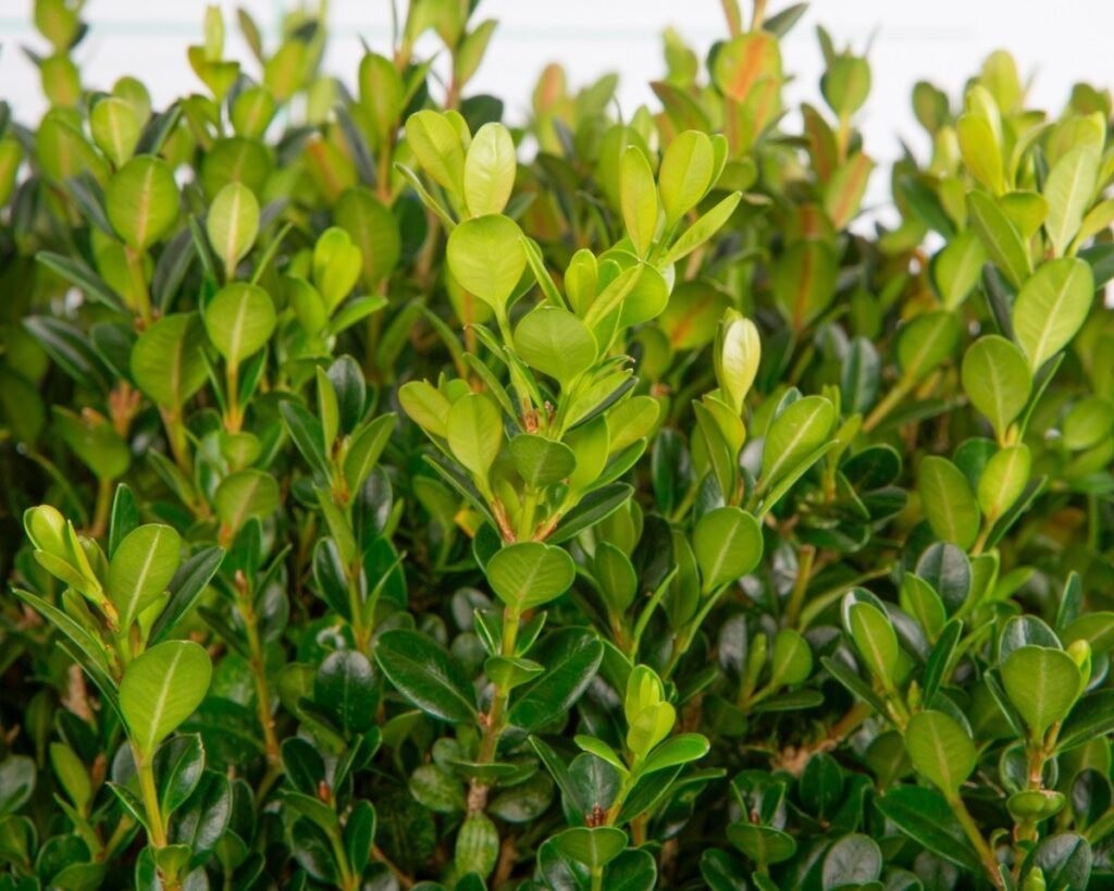 hoja de buxus faulkner