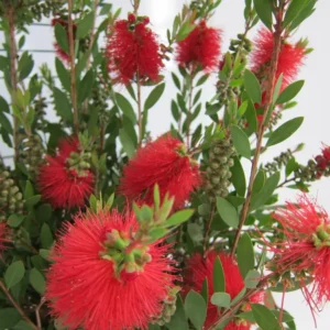 Callistemon laevis limpiatubos conocido por su singular flor