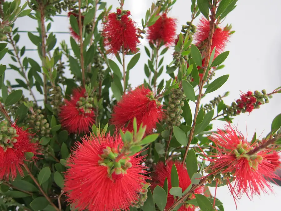 Callistemon laevis limpiatubos conocido por su singular flor