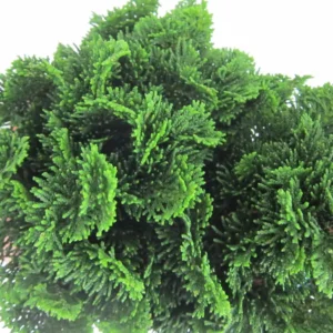 Ciprés de hinoki- chamaecyparis gracilis obtusa nana