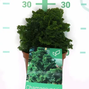 chamaeiparis gracilis nana