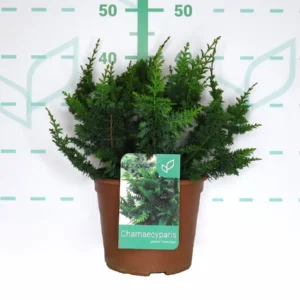 Falso Ciprés ‘Teddy Bear’ (Chamaecyparis pisifera) | Conífera Enana