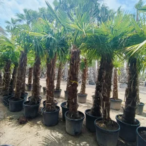 Chamaerops excelsa en vivero, contenedor