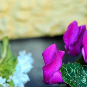 ciclamen color en invierno