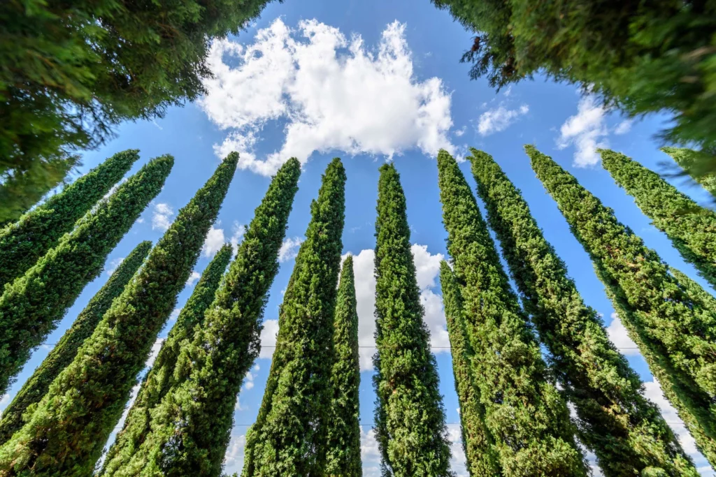 cipres agrimed gran ejemplar