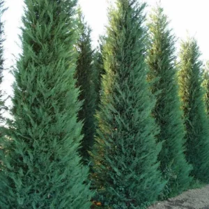 Leylandii gran ejemplar ideal para formar un seto inmediato