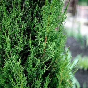 Detalle de ciprés stricta