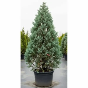 ciprés de arizona arizonica, color azulado en el jardín