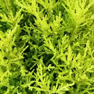 Ciprés limón Wilma, detalle