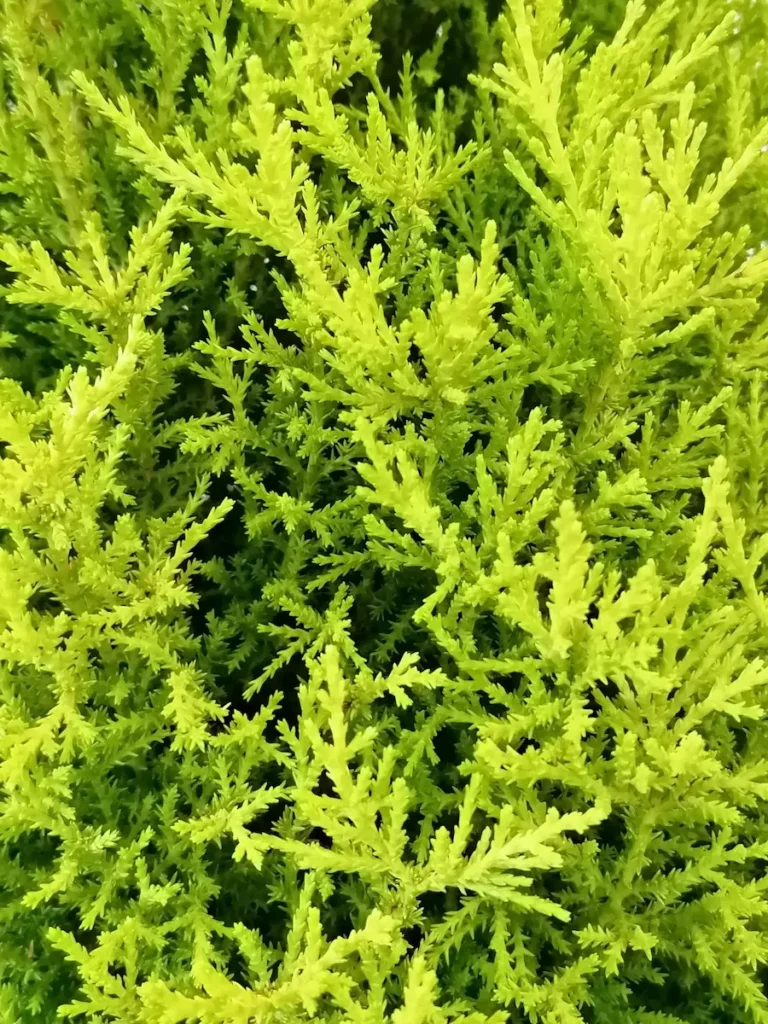 Ciprés limón Wilma, detalle