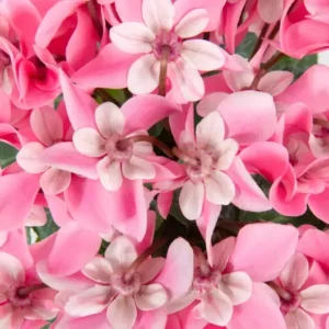 ciclamen djix detalle de flor