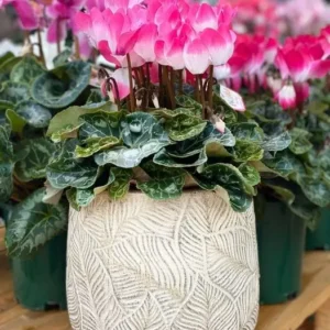 cyclamen indiaka
