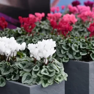 cyclamen persica, variedades