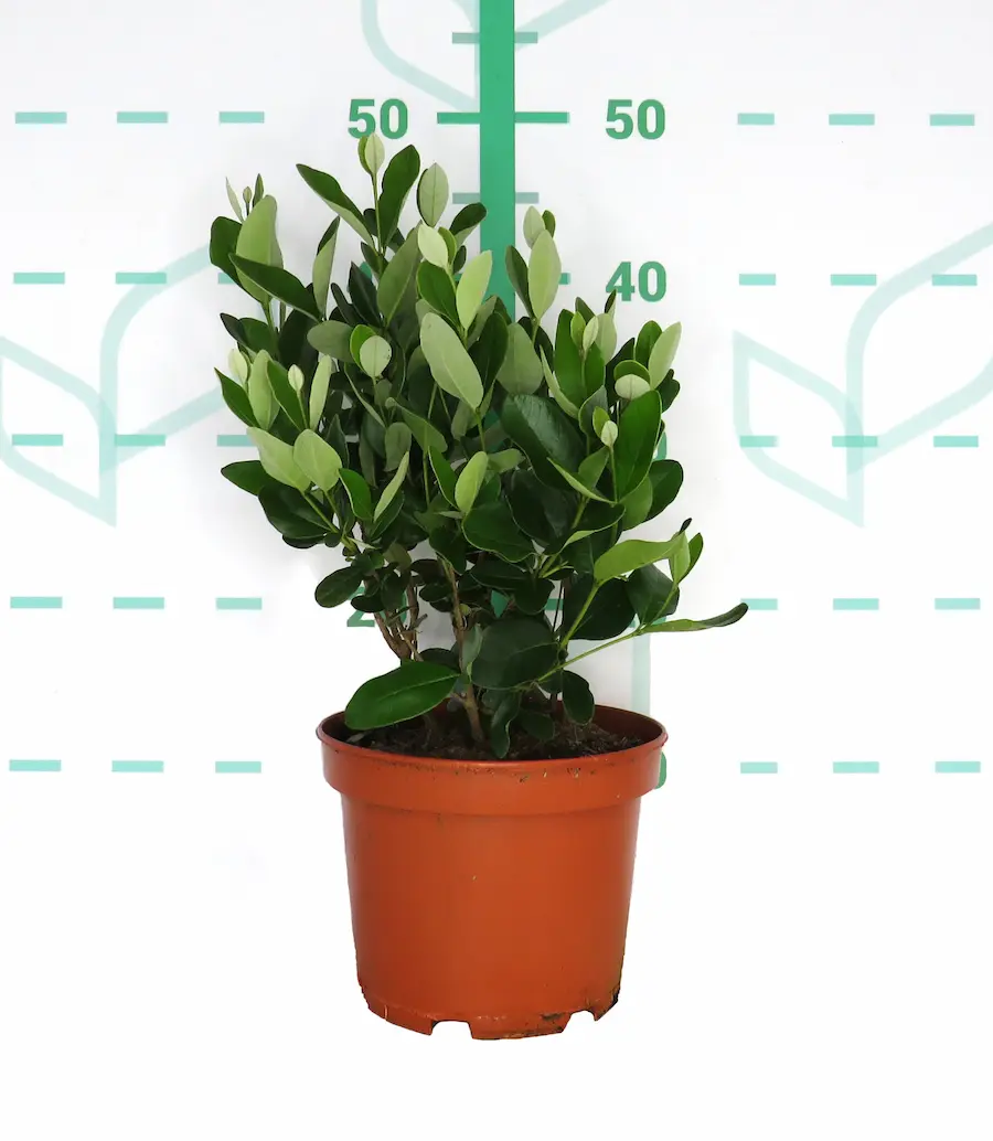 Feijoa (Acca sellowiana - Guayabo del Brasil) - Imagen 2