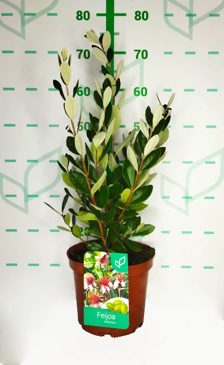 Feijoa (Acca sellowiana - Guayabo del Brasil) - Imagen 3