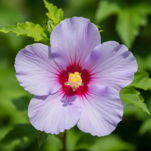 Hibiscus syriacus (Hibisco de Siria o Altea) | Flor Tropical Resistente