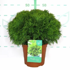 thuja occidentalis danica