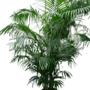 kentia en distintas medidas