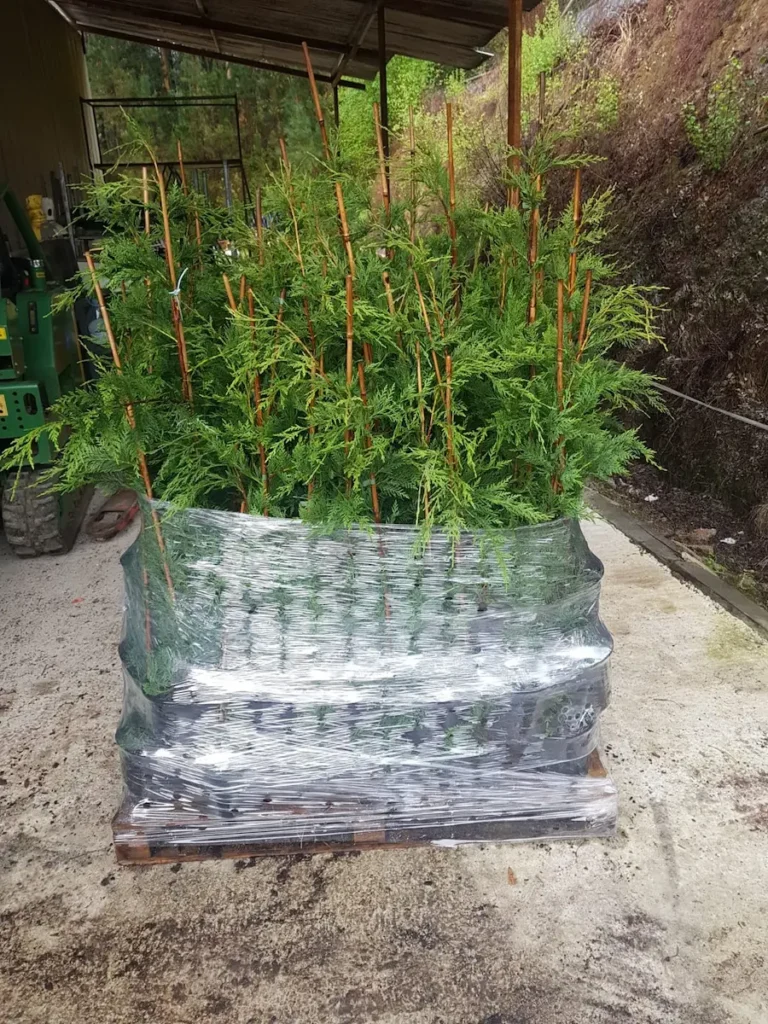 leylandis en palet listo para envío