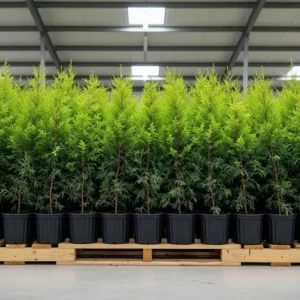 pack ahorro leylandii