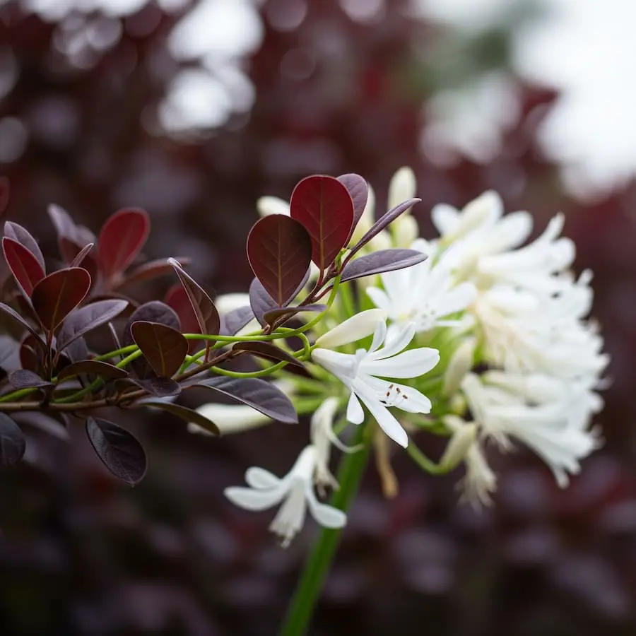 combinación de loropetalo con agapanto blanco