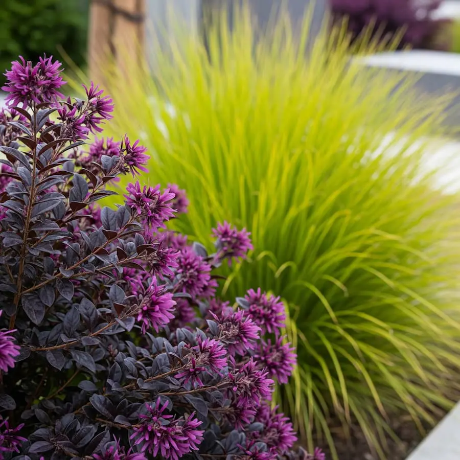loropetalo con carex gramínea dorada